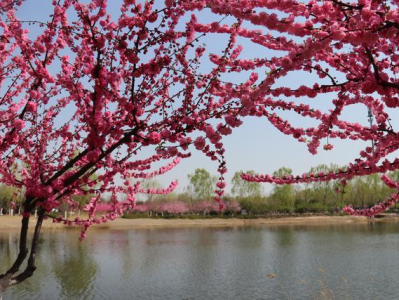 全民健康跑系列活動-2024京西賞花長跑節(jié)(賽事規(guī)程)