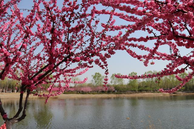 全民健康跑系列活動(dòng)-2024京西賞花長跑節(jié)(賽事規(guī)程)