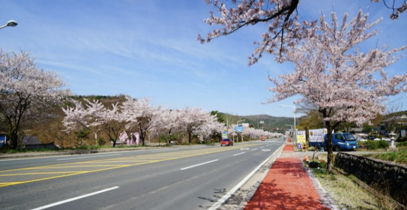 2026年慶州櫻花馬拉松(賽事規(guī)程)（2）